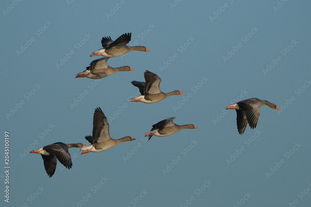 Obraz premium Greylag geese flying in a flock against a clear blue sky