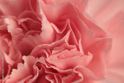 Fotografie Smoke close-up selective soft focus cream beige pink Carnation Flower bud Petals