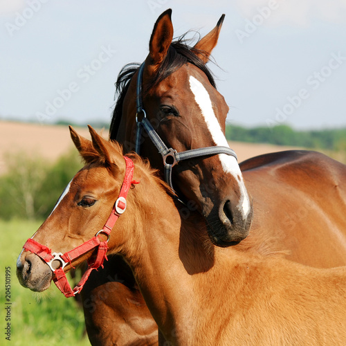 Mare horse with her young foal standing in a grassy meadow animal kingdom affection domestic livestock