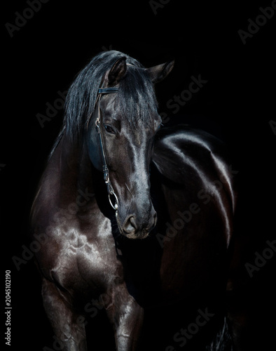 Elegant black horse headshot against solid black background with headshot background portrait majestic