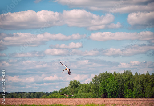 Majestic white storks with wings spread wide fly over a freshly plowed agricultural field, with a dense green forest bordering the horizon and fluffy clouds dotting the blue sky above