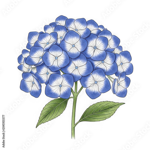 A blue and white hydrangea flower on a green stem