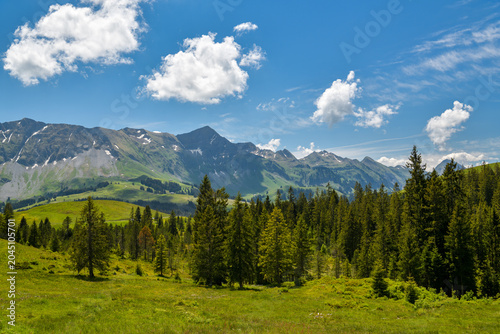 Foto Green alpine meadow and forest below snowy peaks