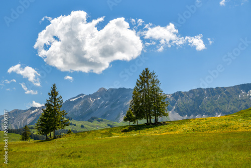Lone cloud over alpine meadow with fir trees