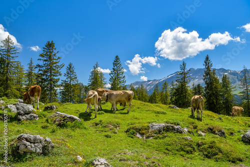 Brown cattle grazing on a sunny alpine pasture