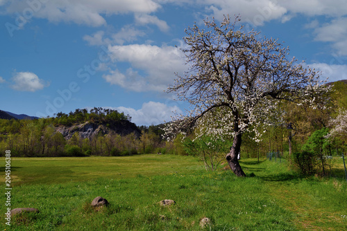 Spring landscape with trees in bloom near the Abbey of Santa Maria della Croce, Tiglieto, Genoa, Italy