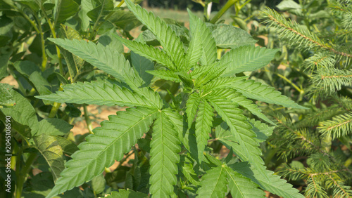 Slika na platnu CLOSE UP: A growing green cannabis plant rustles in the strong summer wind