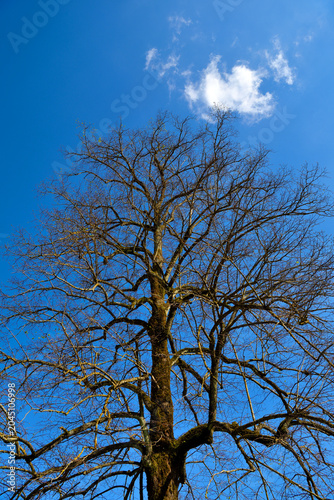 Bare oak (Quercus robur) against a blue sky, commonly associated with winter landscapes