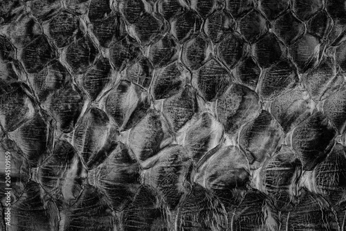 фотографія Black glossy python leather texture close up with reptile scale pattern for fash
