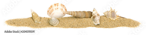 Foto Coquillage sur un fond de sable de plage