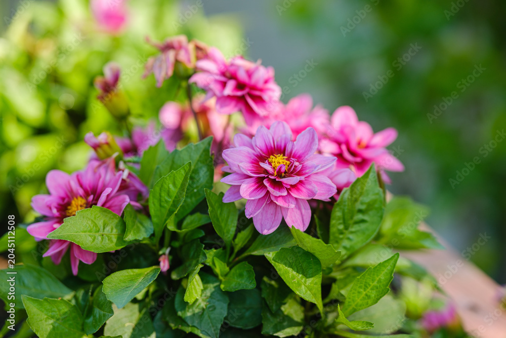 Fototapeta premium Pink dahlia flowers bloom with green leaves in soft light