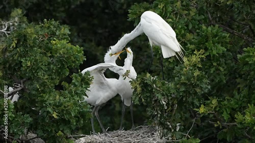 Little great egrets scrambling for food