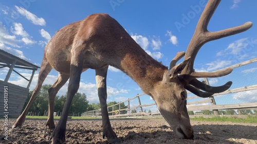 Red deer grazing in the reserve