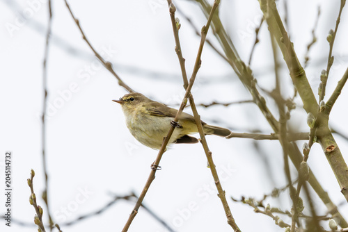 Photography Common Chiffchaff on a Willow Branch