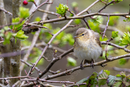 Canvas Print Common Chiffchaff in a Hawthorn Bush