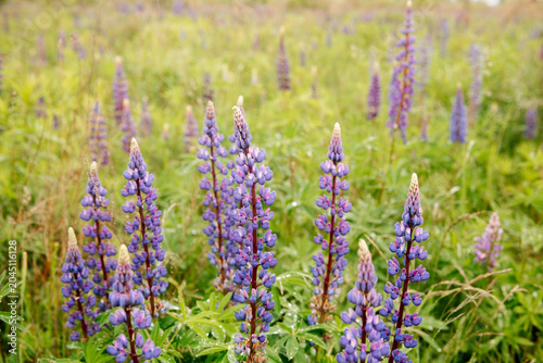 Field of purple lupin flowers