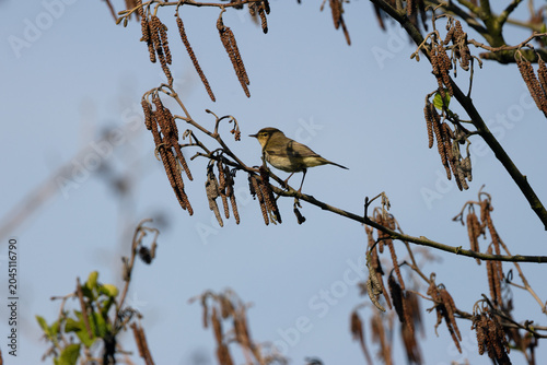 Canvas Print Common Chiffchaff on an Alder Branch