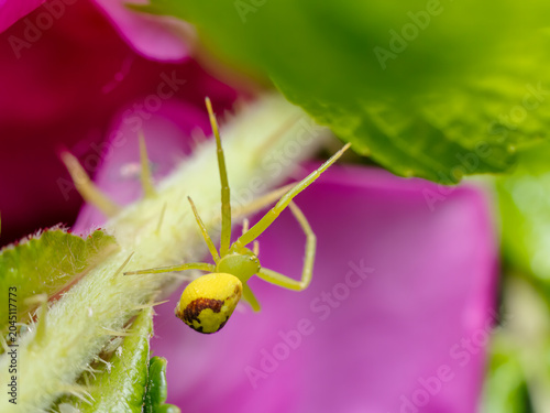 Yellow-Green Crab Spider on Pink Flower Petal