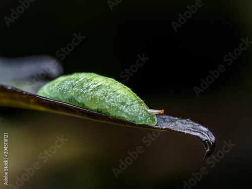 Green Chrysalis Pupa On Leaf Macro Close-Up Showing Butterfly Metamorphosis And Natural Transformation