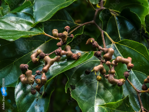 Foto A detailed view of the Hovenia dulcis, commonly known as the Japanese Raisin Tree, showcasing its unique swollen peduncles against a backdrop of vibrant green leaves and a bright blue sky