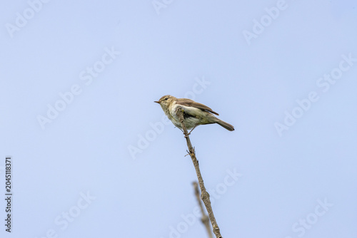 Photography Common Chiffchaff on a Bare Twig