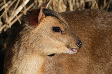 Close up portrait of a Reeves's muntjac deer looking sideways