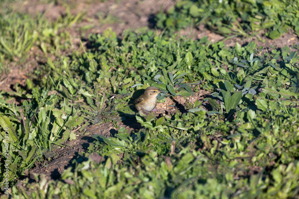 Obraz premium Common Chiffchaff Foraging on the Ground