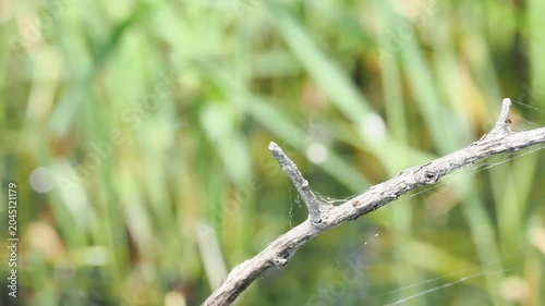 Crocothémis écarlate (Crocothemis erythraea) mâle posée sur une branche dans les zones humides de la Brenne