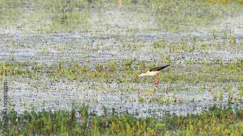 Échasse blanche (Himantopus himantopus) recherchant sa nourriture dans une zone humide de la Brenne