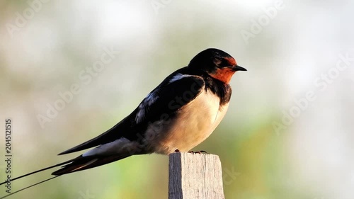 Hirondelle rustique (Hirundo rustica) en toilettage sur un piquet dans les espaces naturels de la Brenne