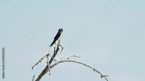Hirondelle rustique (Hirundo rustica) chantant au sommet d’une branche dans une zone humide