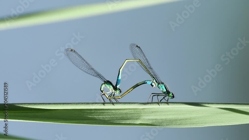 Couple d’agrions élégants (Ischnura elegans) en accouplement sur une feuille dans les zones humides de la Brenne