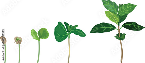 Foto Coffee plant (Coffea arabica) growth stages vector illustration