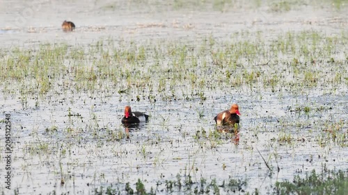 Couple de nettes rousses (Netta rufina) dans les zones humides protégées de la Brenne