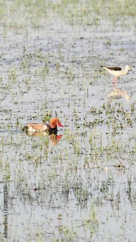 Couple de nettes rousses (Netta rufina) dans les zones humides protégées de la Brenne