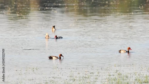 Groupe de canards d’eau douce dont Nettes rousses (Netta rufina) sur un étang de zone humide