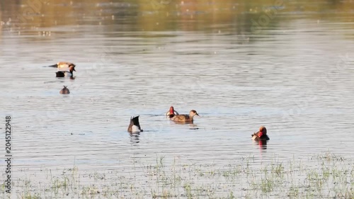Groupe de canards d’eau douce dont Nettes rousses (Netta rufina) sur un étang de zone humide