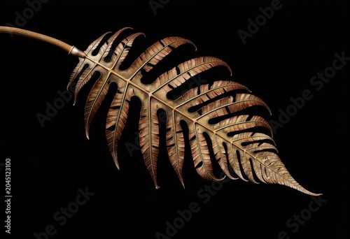 Dried fern leaf on black background.
