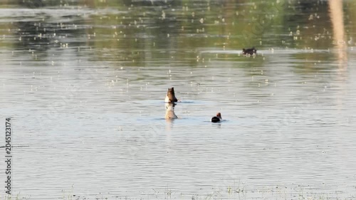 Couple de nettes rousses (Netta rufina) dans les zones humides protégées de la Brenne