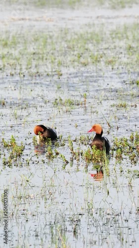 Couple de nettes rousses (Netta rufina) dans les zones humides protégées de la Brenne