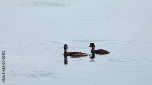 Grèbes à cou noir (Podiceps nigricollis) nageant sur un étang de la Brenne