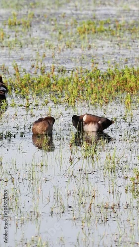 Groupe de canards d’eau douce dont Nettes rousses (Netta rufina) sur un étang de zone humide