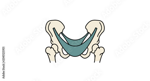 Pelvic Floor Anatomy Illustration - Human Pelvis Muscles Diagram