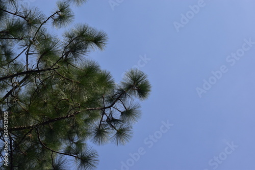 pine branches against blue sky