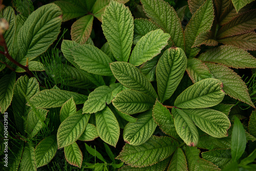 Fotografie Dense green foliage of Rodgersia aesculifolia with textured palmate leaves growing in a landscaped garden