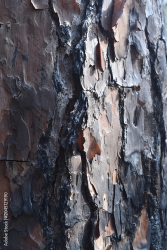 bark of a tree