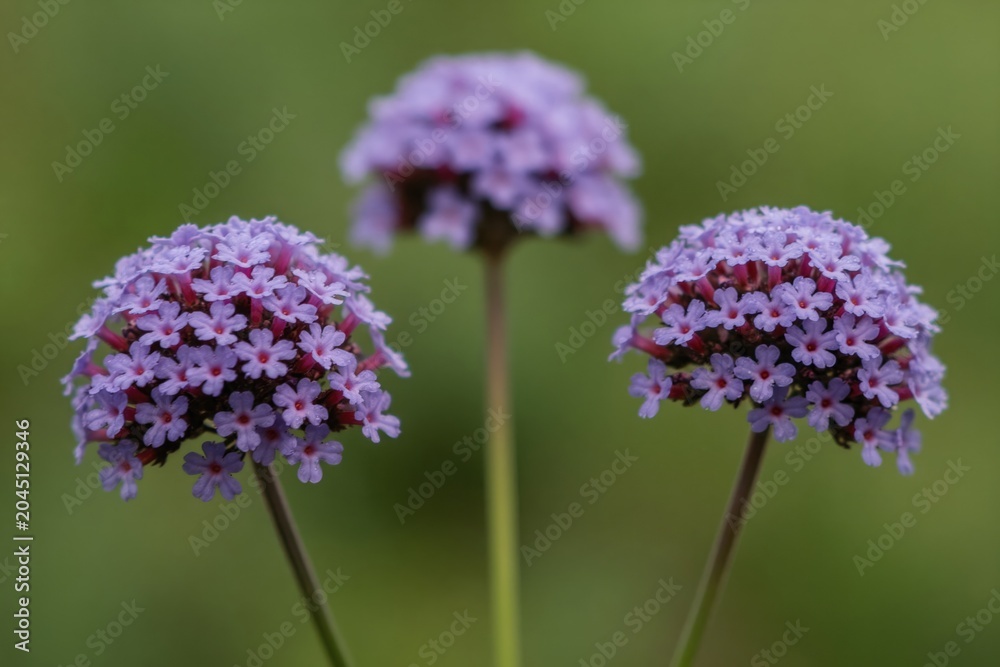 Obraz premium Three purple verbena flower clusters bloom in soft focus. Small petals with pink centers form dense spherical shapes atop thin stems. Dew drops glisten on the blossoms in a green garden setting.