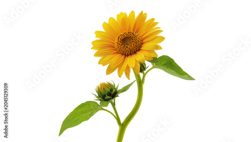 Photos Isolated bright yellow sunflower in full bloom with a green bud on a single stem