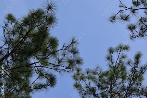 pine branches against blue sky