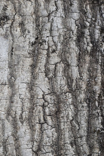 Typical full frame view of the bark of a tree.